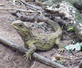 Picture of a Tuatara (medium sized lizard like reptile) on the ground
