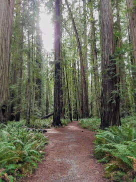 Photo of a worn trail through a forest of redwood trees